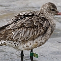 Bar-tailed Godwit with green flag. This bird was flagged in Gladstone in January 2015.<br />Canon EOS 7D + EF400 F5.6L